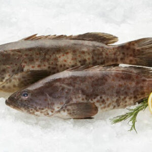 Fresh and Frozen Grouper