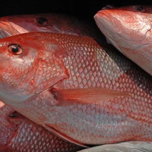 Fresh and Frozen Red Snapper