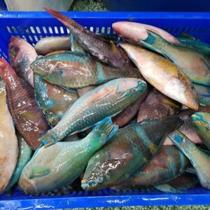 Fresh and Frozen Parrot Fish