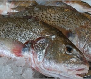 Fresh and Frozen Croakers
