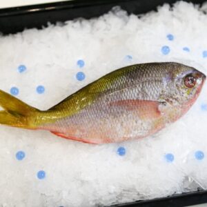 Fresh and Frozen Yellow Tail