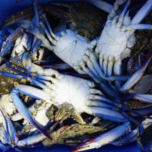 Fresh and Frozen Crab