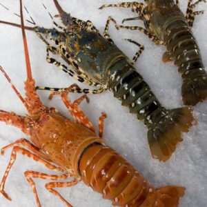 Fresh and Frozen Lobster