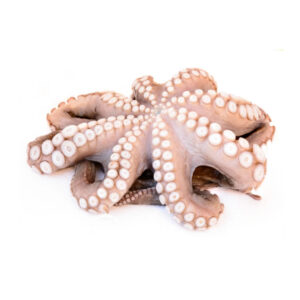 Fresh and Frozen Octopus