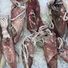 Fresh and Frozen Squid